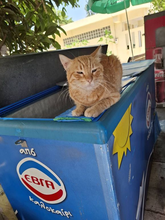 Ķórinthos town - Ginger knows where to cool off in the heat.