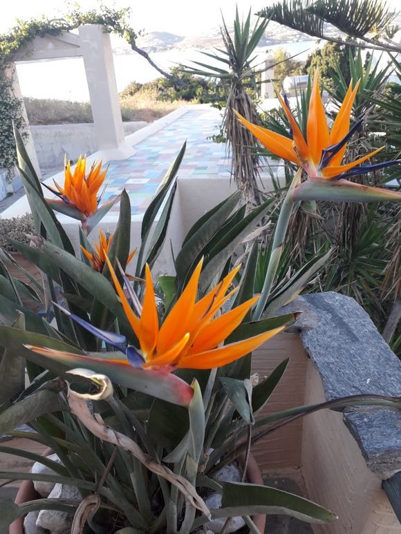 Strelitzias in full bloom. 
These flowers are indigenous of South-Africa, but grow and bloom, as beautifully here.
