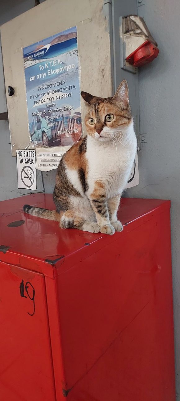 Kanella is the Athens bus terminal's darling.
One of the cleaners found her as a tiny kitten in the street, by the terminal and took her to safety.
She is loved by the staff and tourists adore her too.
She's got her favourite chair, shelf and cushion, in one of the goods desparch offices of the terminal.
She is very friendly and purrs loudly when she get cuddles.