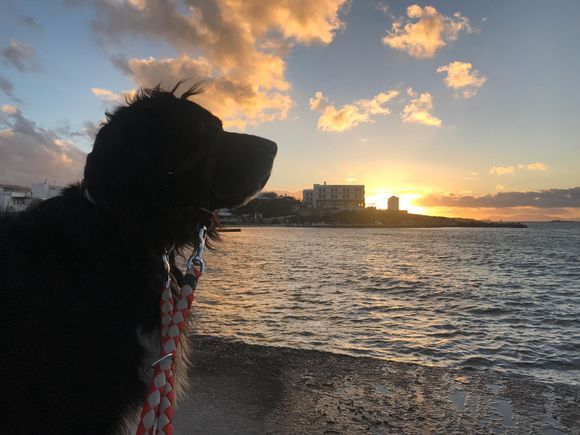 Petey admires the sunset. 
