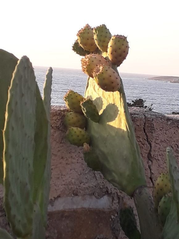 The sun makes the prickly-pear look ripe and ready to eat, but not yet.... 