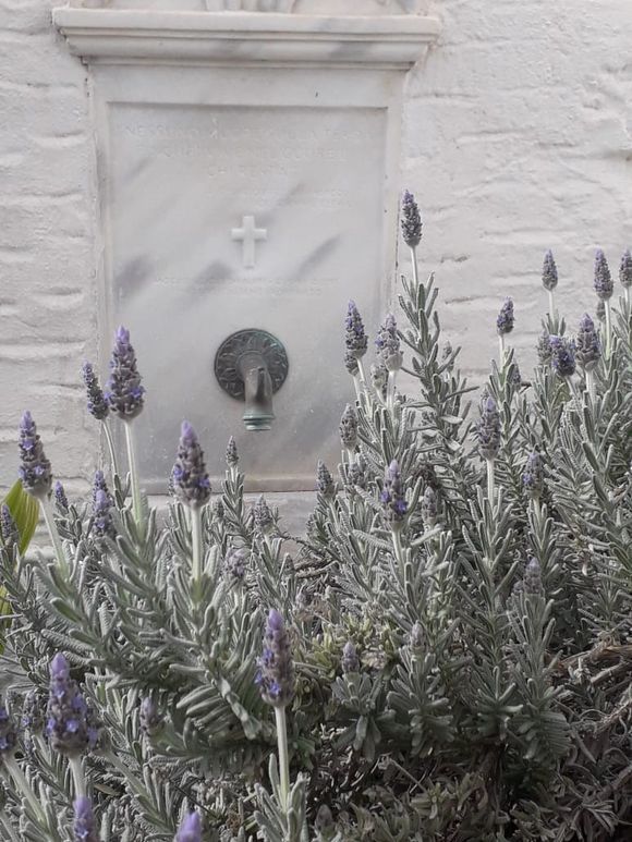 Lavender by a tap. 