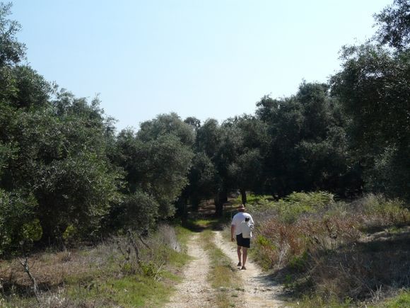 Walk under olivetrees