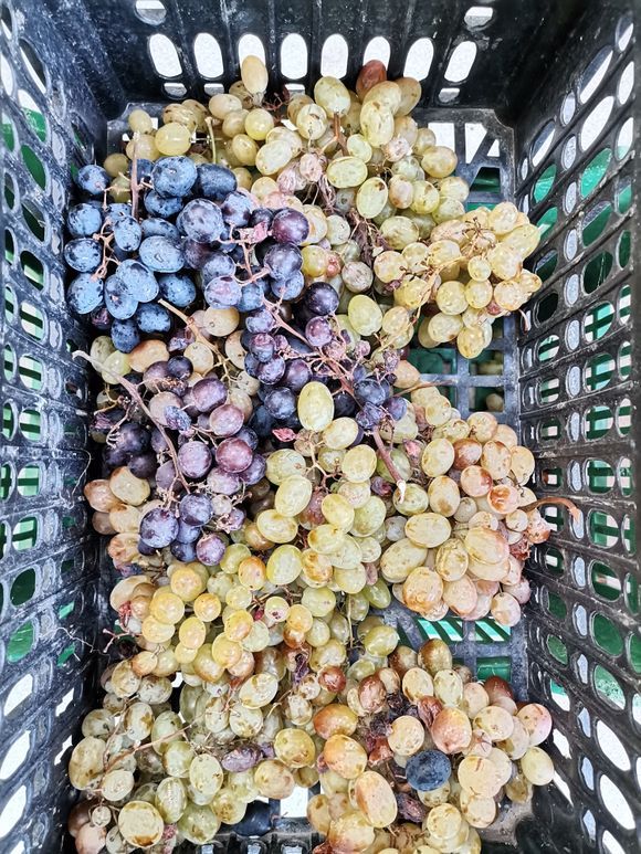 Grape harvest ❤️