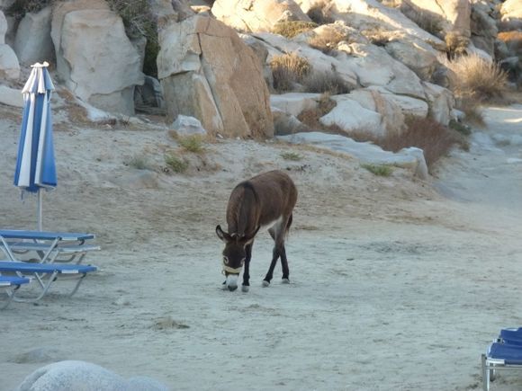 Donkey on the Beach