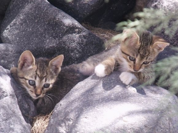kittens at Akrotiri hotel
