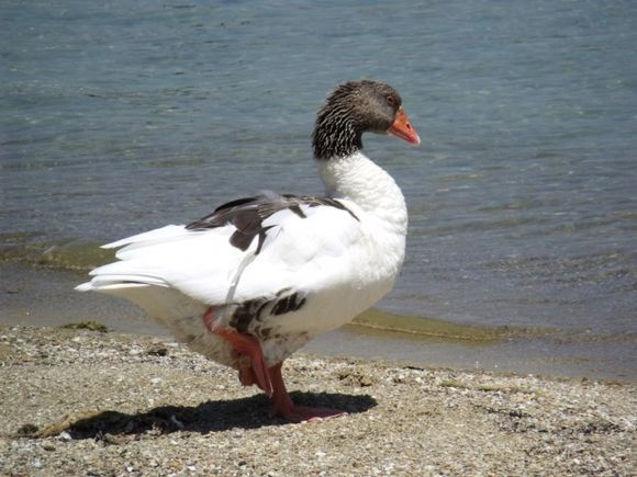 goose on the beach