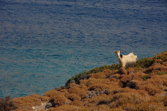 Goat on the seaside, Nikouria island, Amorgos