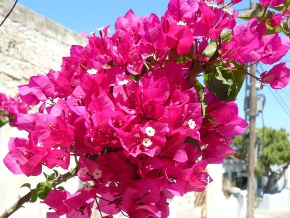 Chalki - flowers