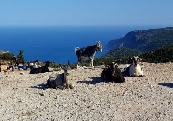 The goats and the landscape near Assos