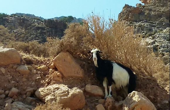 Goat in the shade