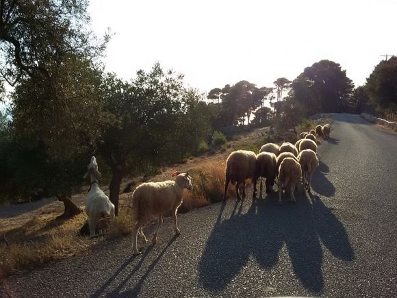 Goat and sheep by the road