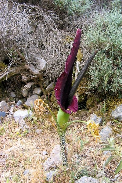 Arum palaestinum in Imbros Gorge ( east of Sfakia )