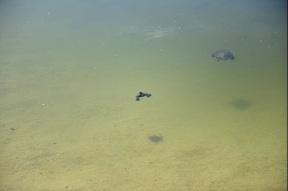 curious water turtles