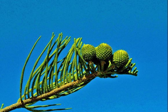  a beautiful Norfolk Island Pine (Araucaria heterophylla)
 