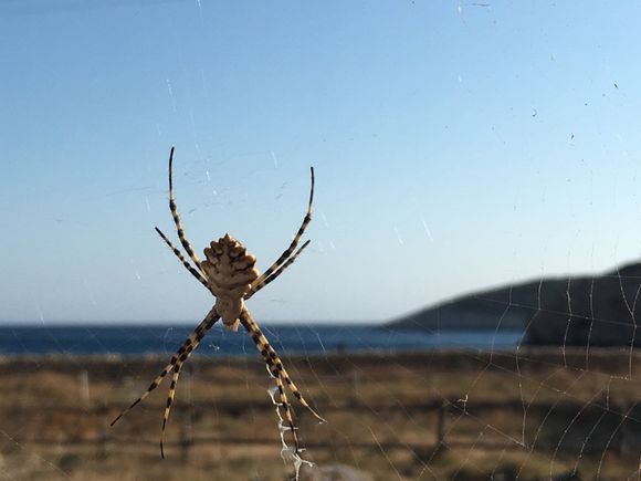 spider in Kendros
