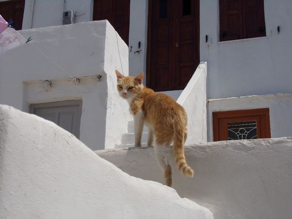 hello cat, walking in Kastro