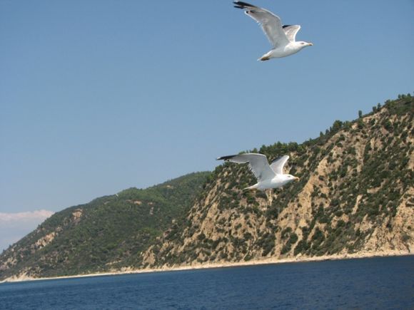 seagulls in front of Holy mountin, Halkidiki