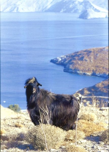 Kythnos, goat