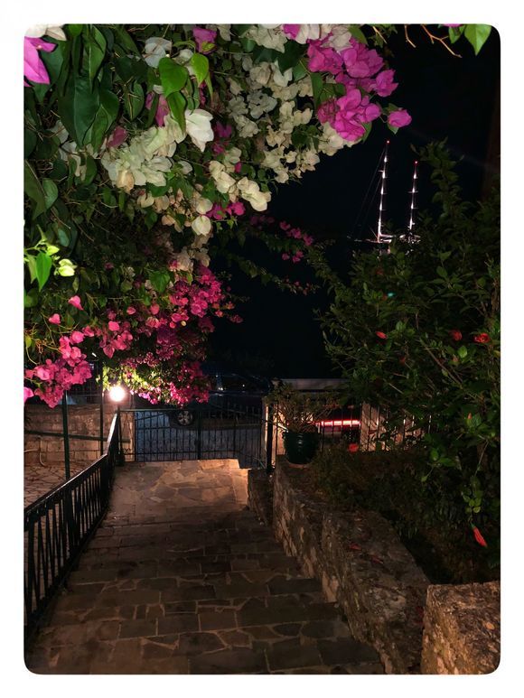 Bougainvillea. Fiscardo, Kefalonia