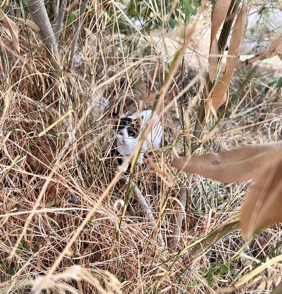 Peek-a-boo! Cat Village on the Fanari Road, Argostoli 😻