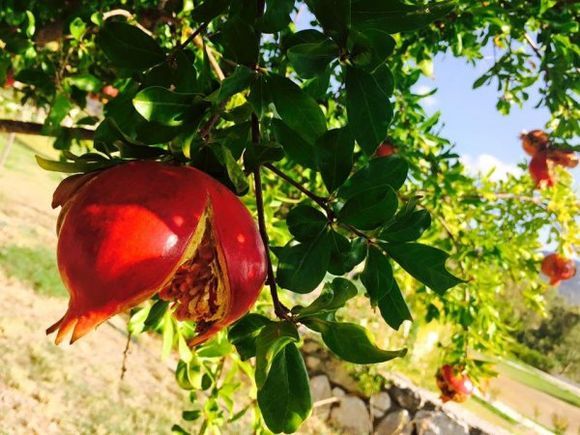 Pomegranate tree Katelios