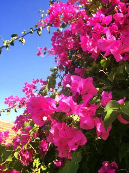 Beautiful fragrant flowers ...