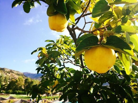 Wonderful lemons ...garden Katelios