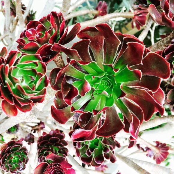 stunning Succulent flower Katelios