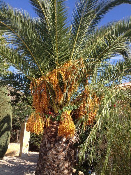Palm tree on village road Katelios
