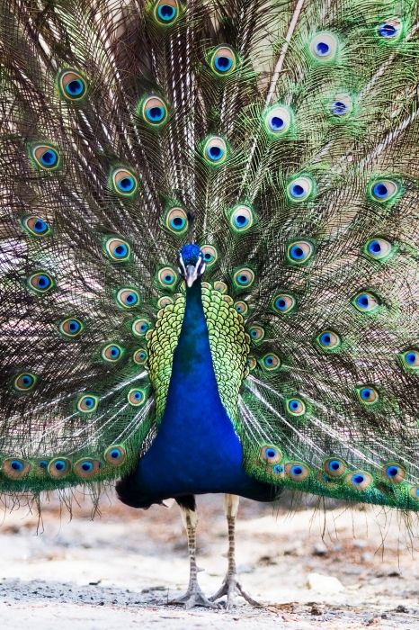 Peacock in Plaka
