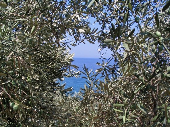 Through the olives