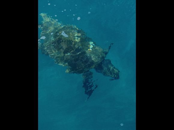 Caretta Caretta seen from the boat with glass bottom