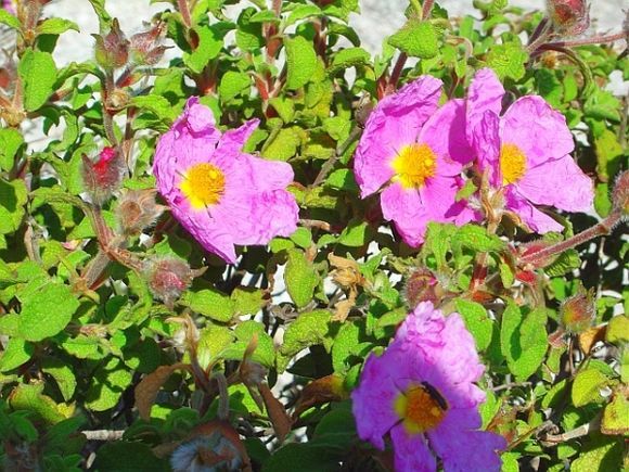 Samos flowers VIII.