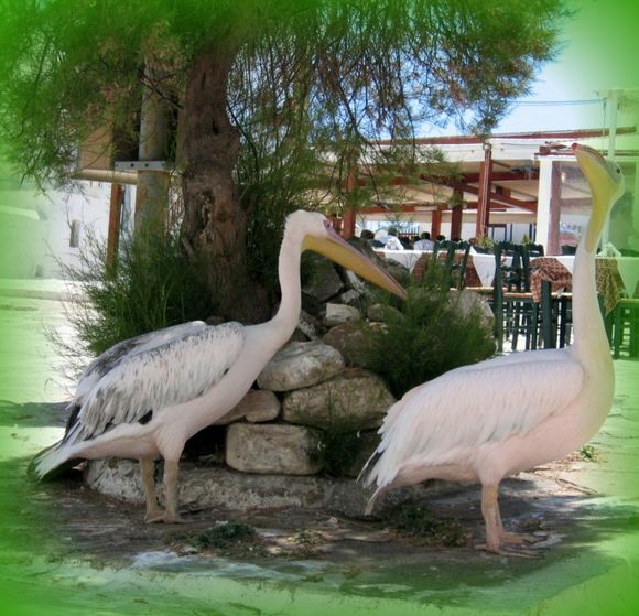 Mykonos pelicans