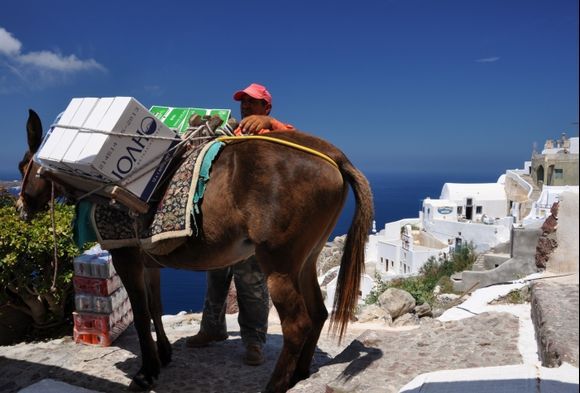 Oia,donkey at work