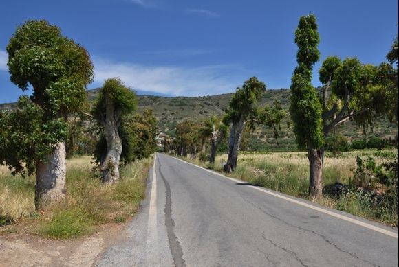 Cretan roadside