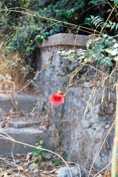 At the garden in the castle, a poppy.