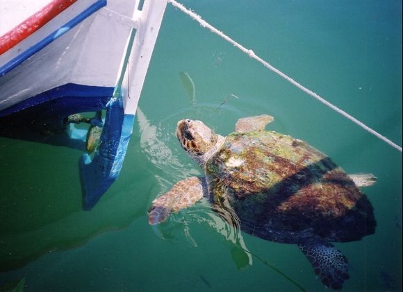 Argostoli Turtle