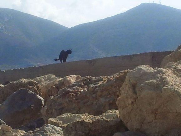 Cat on the rocks