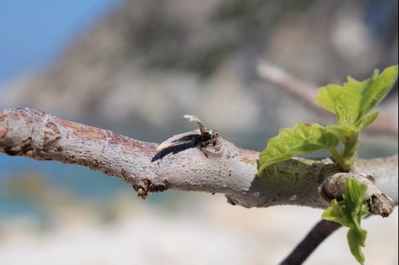 Growing on the beach at Myrtos