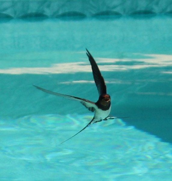 Regular visitor to the pool, one of many daily dips.