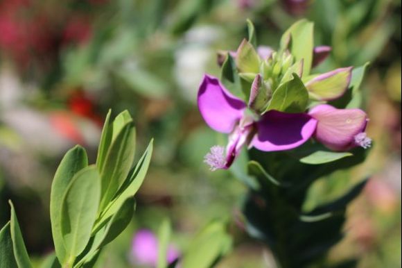 A favourite flower of the island.