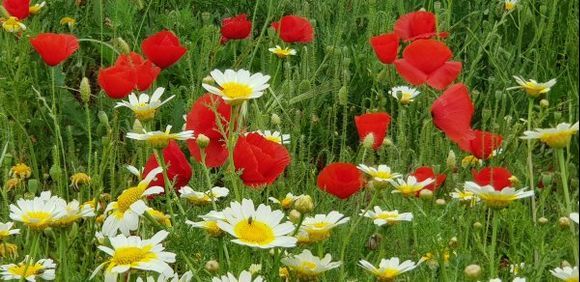 Springtime in Naxos: daisies and poppies