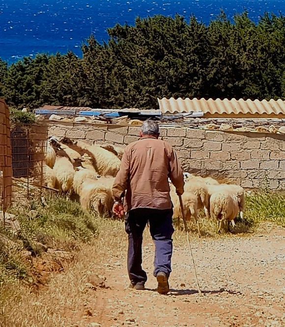 Shepherd walking towards home