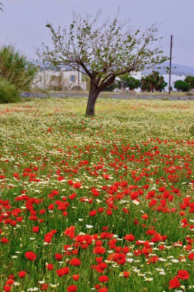 Sea of poppies