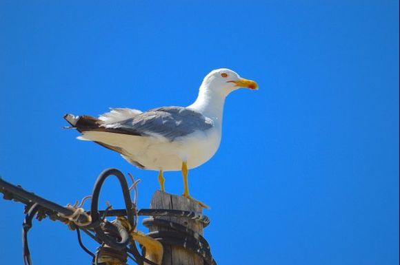A white seagull on a blue background
