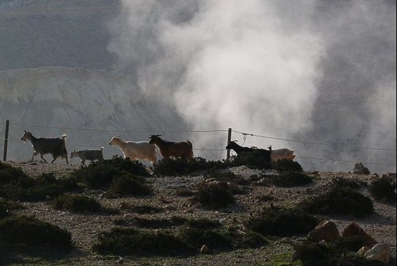Volcanic goats