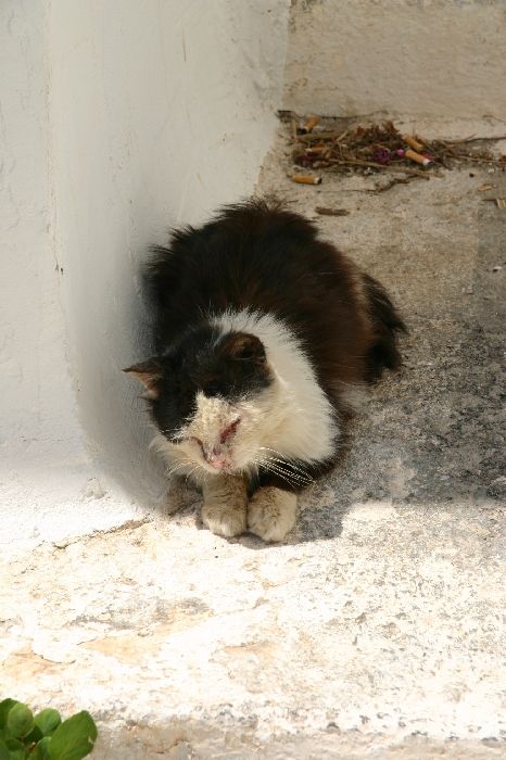 Lost to many battles.. no eyes.. I felt more helpless than the cat.. could not take here with me.. saddest experience in Greece in 2 years of travel.. nobody to blame, cats are cats..
