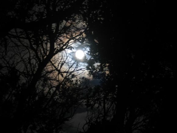 Full moon view from the woods